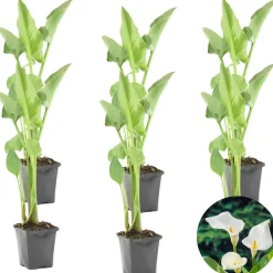 Bloomique - Lot de 6 - zantedeschia aethiopica - arum blanc - plantes de bassin - 10-20 cm de haut - pot 9 cm Hot
