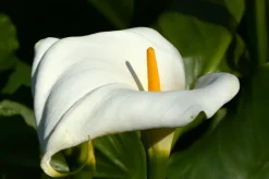 Bloomique - Lot de 6 - zantedeschia aethiopica - arum blanc - plantes de bassin - 10-20 cm de haut - pot 9 cm Hot