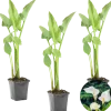 Bloomique - Lot de 3 - zantedeschia aethiopica - arum blanc - plantes de bassin - 10-20 cm de haut - pot 9 cm Online