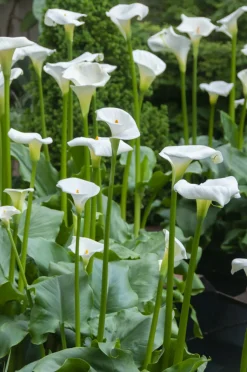 Bloomique - Lot de 3 - zantedeschia aethiopica - arum blanc - plantes de bassin - 10-20 cm de haut - pot 9 cm Online