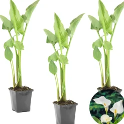Bloomique - Lot de 3 - zantedeschia aethiopica - arum blanc - plantes de bassin - 10-20 cm de haut - pot 9 cm Online