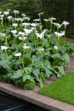 Bloomique - Lot de 3 - zantedeschia aethiopica - arum blanc - plantes de bassin - 10-20 cm de haut - pot 9 cm Online