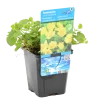 Bloomique - Lysimachia nummularia - herbe aux écus - plantes de bassin - 10-20 cm de haut - pot 9 cm Sale