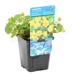 Bloomique - Lysimachia nummularia - herbe aux écus - plantes de bassin - 10-20 cm de haut - pot 9 cm Sale