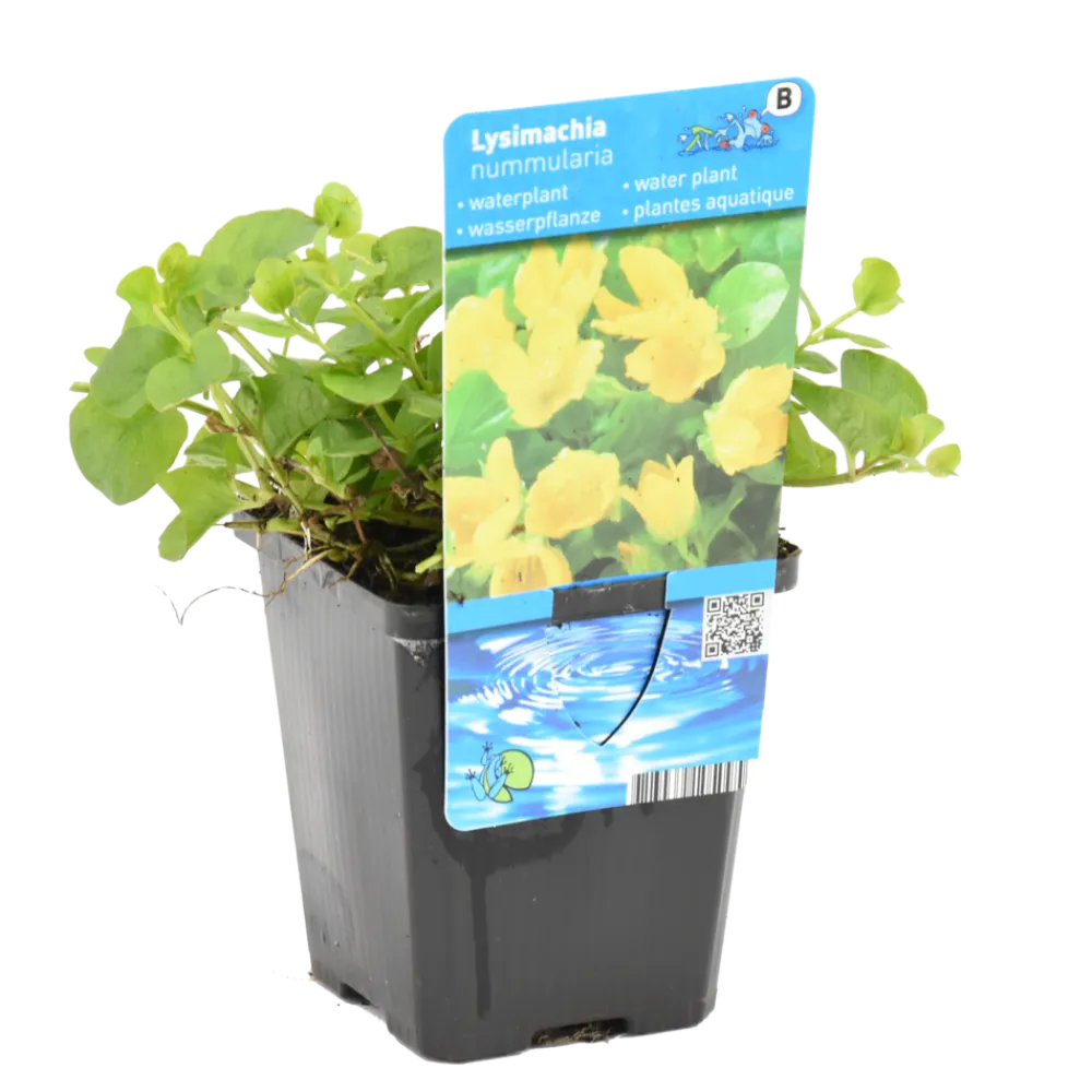 Bloomique - Lysimachia nummularia - herbe aux écus - plantes de bassin - 10-20 cm de haut - pot 9 cm Sale