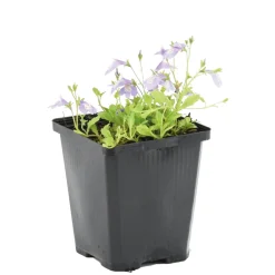 Bloomique - Mazus reptans - mazus rampant - plantes de bassin - plantes aquatiques - hauteur 10-20 cm - pot 9 cm Sale