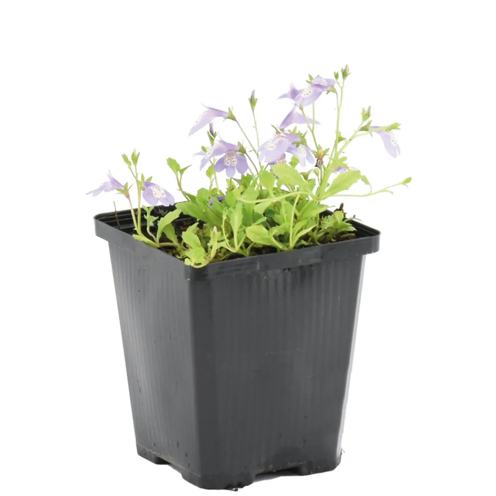 Bloomique - Mazus reptans - mazus rampant - plantes de bassin - plantes aquatiques - hauteur 10-20 cm - pot 9 cm Sale