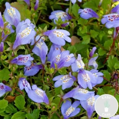 Bloomique - Mazus reptans - mazus rampant - plantes de bassin - plantes aquatiques - hauteur 10-20 cm - pot 9 cm Sale