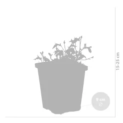 Bloomique - Mazus reptans - mazus rampant - plantes de bassin - plantes aquatiques - hauteur 10-20 cm - pot 9 cm Sale