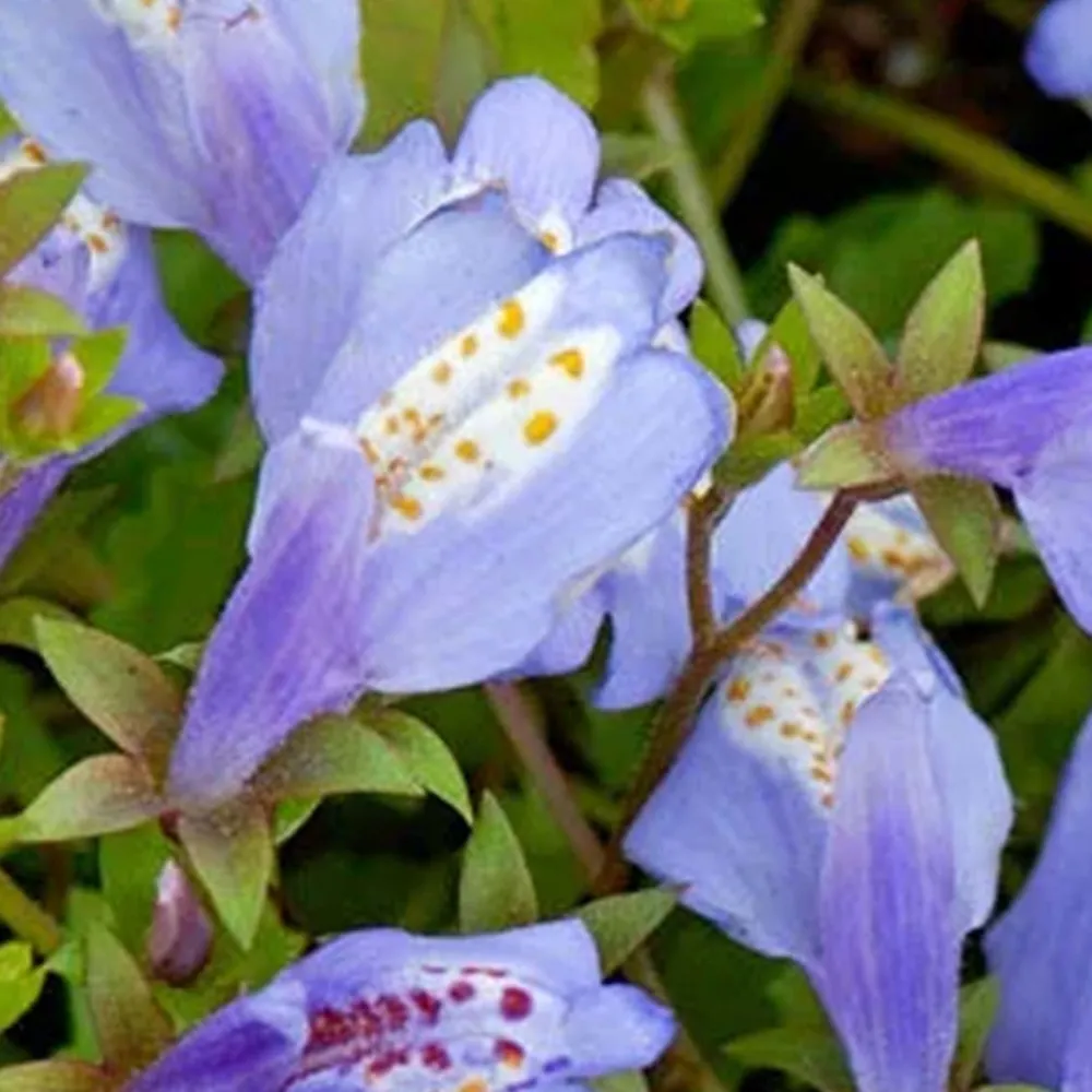 Bloomique - Mazus reptans - mazus rampant - plantes de bassin - plantes aquatiques - hauteur 10-20 cm - pot 9 cm Sale