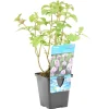 Bloomique - Mentha aquatica - menthe aquatique - plantes de bassin - 10-20 cm de haut - pot 9 cm Online