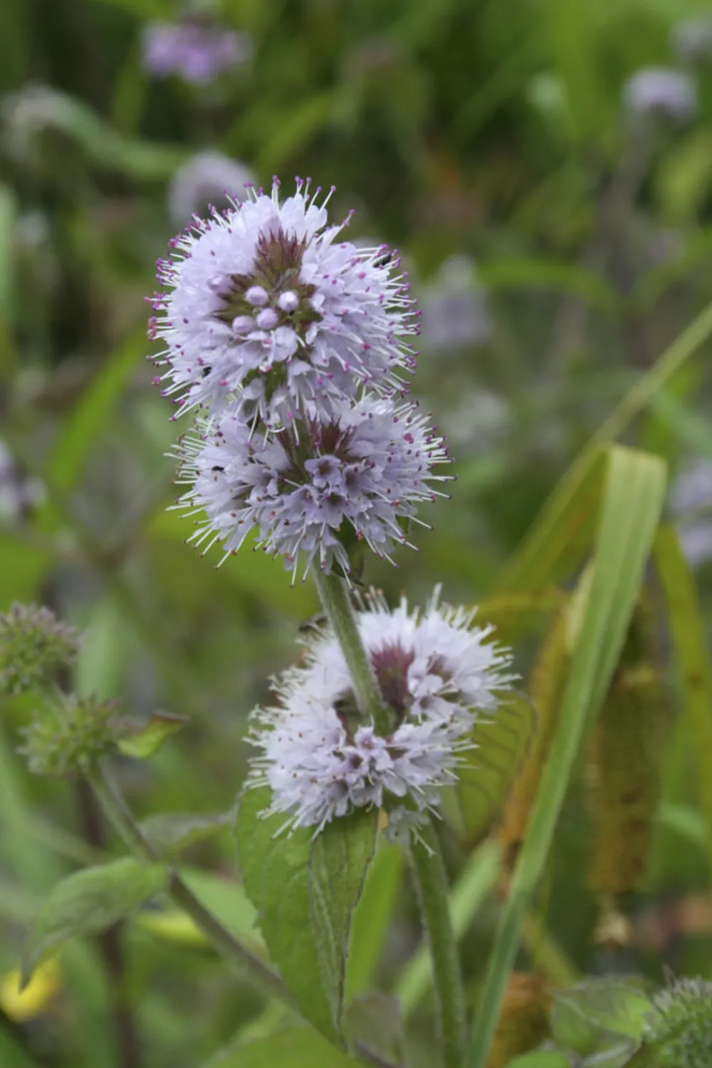 Bloomique - Mentha aquatica - menthe aquatique - plantes de bassin - 10-20 cm de haut - pot 9 cm Online
