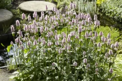 Bloomique - Mentha aquatica - menthe aquatique - plantes de bassin - 10-20 cm de haut - pot 9 cm Online