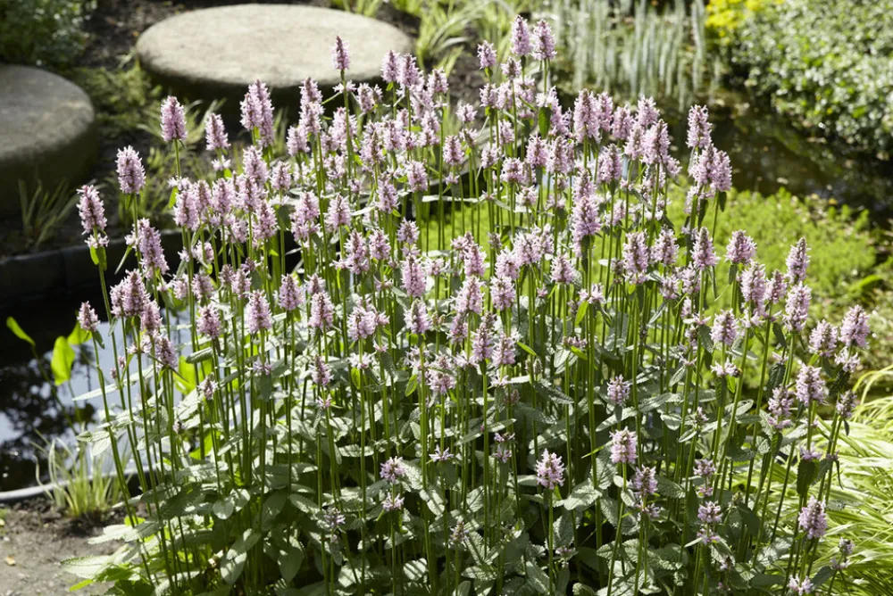 Bloomique - Mentha aquatica - menthe aquatique - plantes de bassin - 10-20 cm de haut - pot 9 cm Online