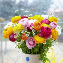Bloomique - Mélange de 50 - renoncule - renoncule - bouton d'or - mélange de couleurs - pousse jusqu'à 30-40 cm Discount