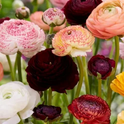 Bloomique - Mélange de 50 - renoncule - renoncule - bouton d'or - mélange de couleurs - pousse jusqu'à 30-40 cm Discount