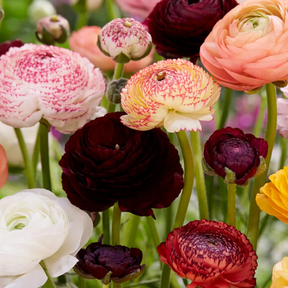 Bloomique - Mélange de 50 - renoncule - renoncule - bouton d'or - mélange de couleurs - pousse jusqu'à 30-40 cm Discount