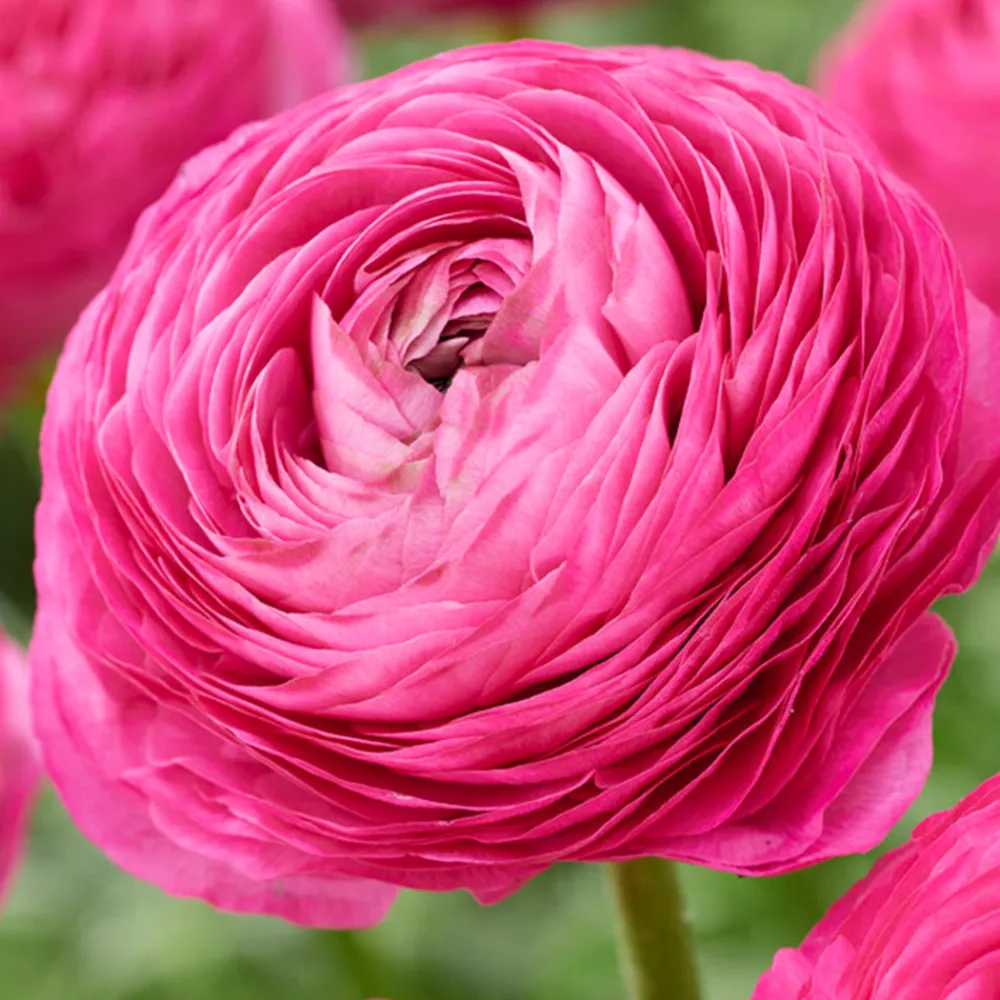 Bloomique - Mélange de 50 - renoncule - renoncule - bouton d'or - mélange de couleurs - pousse jusqu'à 30-40 cm Discount