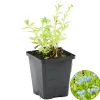 Bloomique Plantes De Bassin | - Myosotis palustris - myosotis des marais - plantes de bassin - hauteur 10-20 cm - pot 9 cm