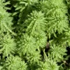 Bloomique Plantes De Bassin | - Myriophyllum red stem - myriophylle rouge - plantes de bassin - hauteur 10-20 cm - pot 11 cm