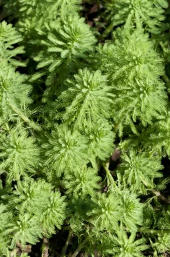 Bloomique Plantes De Bassin | - Myriophyllum red stem - myriophylle rouge - plantes de bassin - hauteur 10-20 cm - pot 11 cm