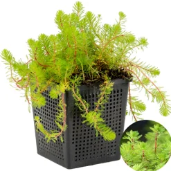 Bloomique Plantes De Bassin | - Myriophyllum red stem - myriophylle rouge - plantes de bassin - hauteur 10-20 cm - pot 11 cm