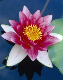 Bloomique Plantes De Bassin | - Nymphaea attraction - nénuphar - rouge - plantes de bassin - hauteur 10-20 cm - pot 11 cm