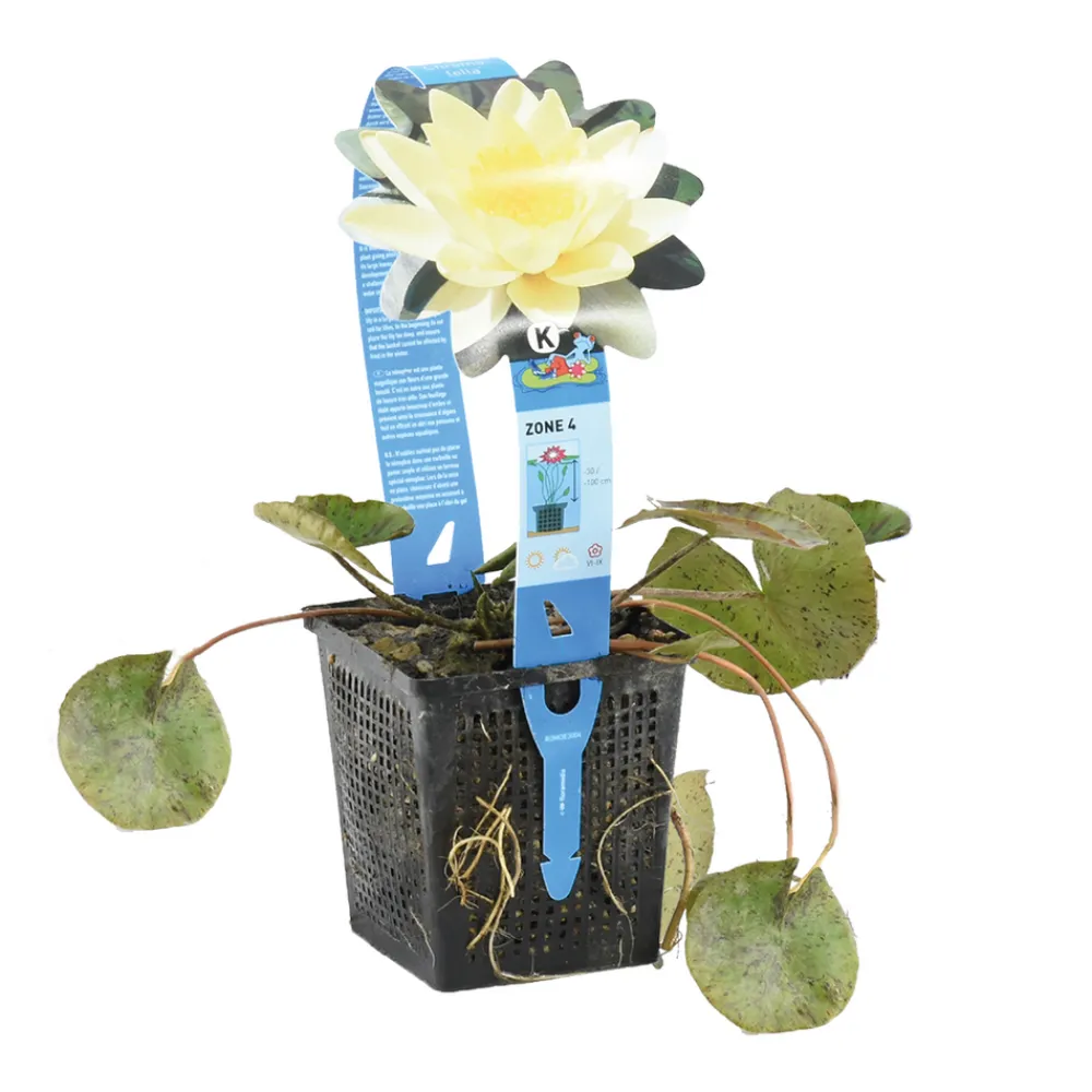 Bloomique Plantes De Bassin | - Nymphaea marliacea chromat - nénuphar - jaune - plantes de bassin - hauteur 10-20 cm - pot 11 cm