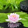 Bloomique - Nymphaea wilfron gonnere - nénuphar - rose - plantes de bassin - hauteur 10-20 cm - pot 11 cm Sale