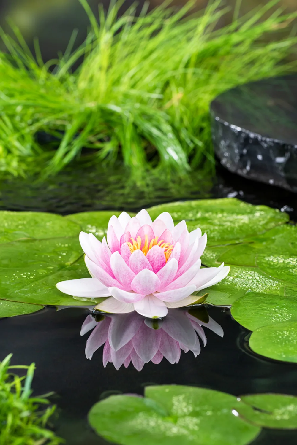 Bloomique - Nymphaea wilfron gonnere - nénuphar - rose - plantes de bassin - hauteur 10-20 cm - pot 11 cm Sale