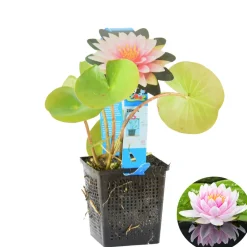 Bloomique - Nymphaea wilfron gonnere - nénuphar - rose - plantes de bassin - hauteur 10-20 cm - pot 11 cm Sale