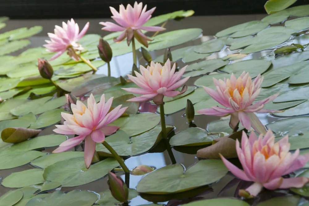 Bloomique - Nymphaea wilfron gonnere - nénuphar - rose - plantes de bassin - hauteur 10-20 cm - pot 11 cm Sale