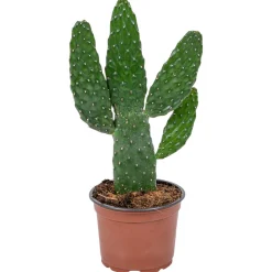 Bloomique - Opuntia rubescens - cactus raquette 'road kill' - cactus d’intérieur - 20-30 cm de haut - pot 12 cm Clearance