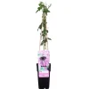 Bloomique Plantes Grimpantes | - Passiflora 'purple haze' - fleur de la passion - violette - 50-70 cm de haut - pot 15 cm