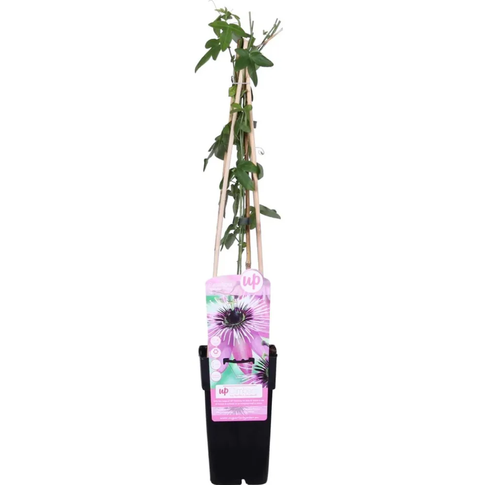 Bloomique Plantes Grimpantes | - Passiflora 'purple haze' - fleur de la passion - violette - 50-70 cm de haut - pot 15 cm