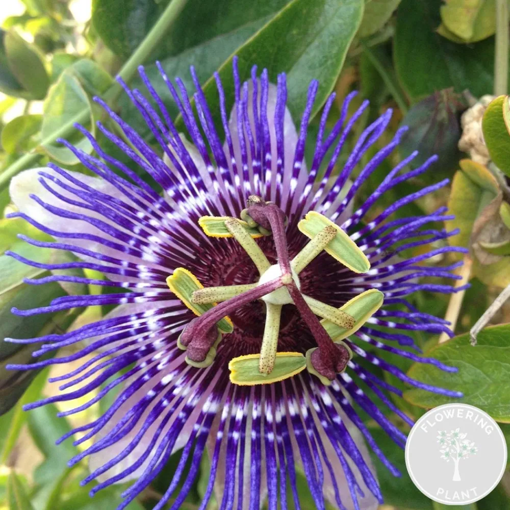 Bloomique Plantes Grimpantes | - Passiflora 'purple haze' - fleur de la passion - violette - 50-70 cm de haut - pot 15 cm