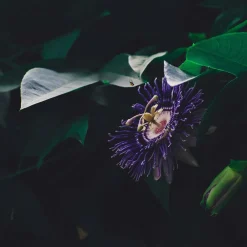 Bloomique Plantes Grimpantes | - Passiflora 'purple haze' - fleur de la passion - violette - 50-70 cm de haut - pot 15 cm