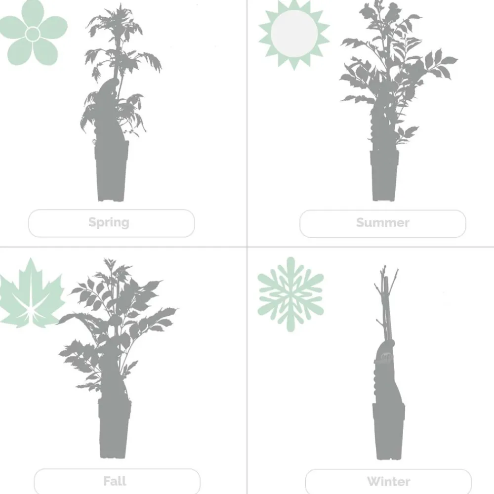 Bloomique Plantes Grimpantes | - Passiflora 'purple haze' - fleur de la passion - violette - 50-70 cm de haut - pot 15 cm