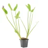 Bloomique - Pontederia cordata - jacinthe d’eau - pontédérie - plantes de bassin - hauteur 10-20 cm - pot 9 cm Best