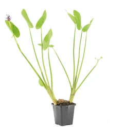 Bloomique - Pontederia cordata - jacinthe d’eau - pontédérie - plantes de bassin - hauteur 10-20 cm - pot 9 cm Best