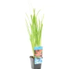Bloomique - Schizostylis 'mrs hegarty' - lis des cafres rose - glaïeul des marais - 10-20 cm de haut - pot 9 cm Online