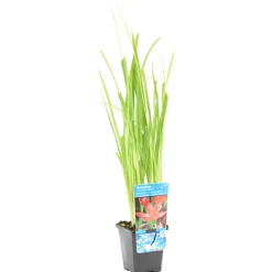 Bloomique - Schizostylis 'mrs hegarty' - lis des cafres rose - glaïeul des marais - 10-20 cm de haut - pot 9 cm Online