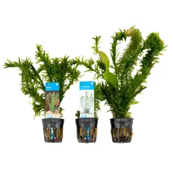 Bloomique - Set de 3 - plantes d'aquarium véritables - accessoires d'aquarium - hauteur 15-20 cm Outlet