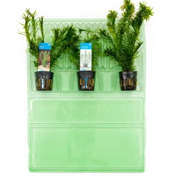Bloomique - Set de 3 - plantes d'aquarium véritables - accessoires d'aquarium - hauteur 15-20 cm Outlet