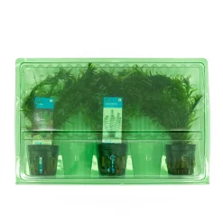 Bloomique - Set de 3 - plantes d'aquarium véritables - accessoires d'aquarium - hauteur 15-20 cm Outlet