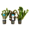 Bloomique - Set de 3 - plantes d'aquarium véritables - accessoires d'aquarium - hauteur 15-20 cm Clearance