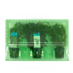 Bloomique - Set de 3 - plantes d'aquarium véritables - accessoires d'aquarium - hauteur 15-20 cm Clearance