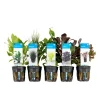 Bloomique - Set de 5 - plantes d'aquarium véritables - plantes aquatiques - purifiantes - hauteur 15-20 cm Online