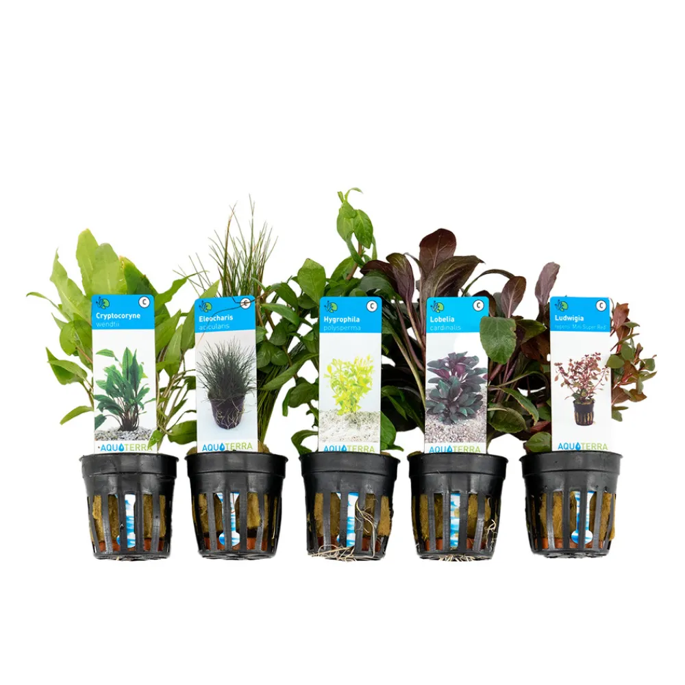 Bloomique - Set de 5 - plantes d'aquarium véritables - plantes aquatiques - purifiantes - hauteur 15-20 cm Online