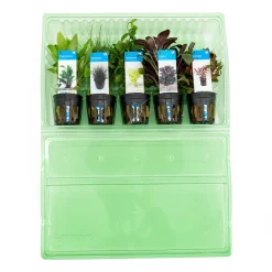 Bloomique - Set de 5 - plantes d'aquarium véritables - plantes aquatiques - purifiantes - hauteur 15-20 cm Online